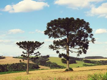 Tree on field against sky