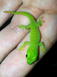 Close-up of hand holding lizard