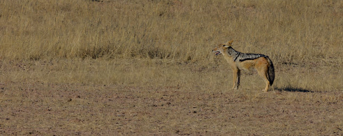 Black-backed jackal in the kgalagadi transfrontier park near the border of namibia