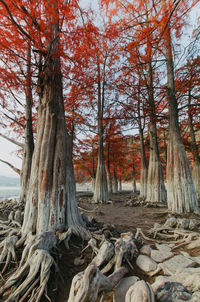 Trees in forest during autumn