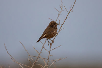 Low angle view of bird perching on branch against sky