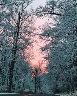 Bare trees against sky during winter