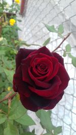 Close-up of red rose