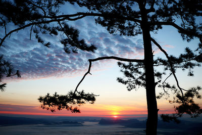 Silhouette tree against sky during sunset