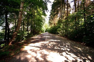 Footpath passing through forest