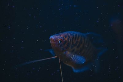 Close-up of fish swimming in sea