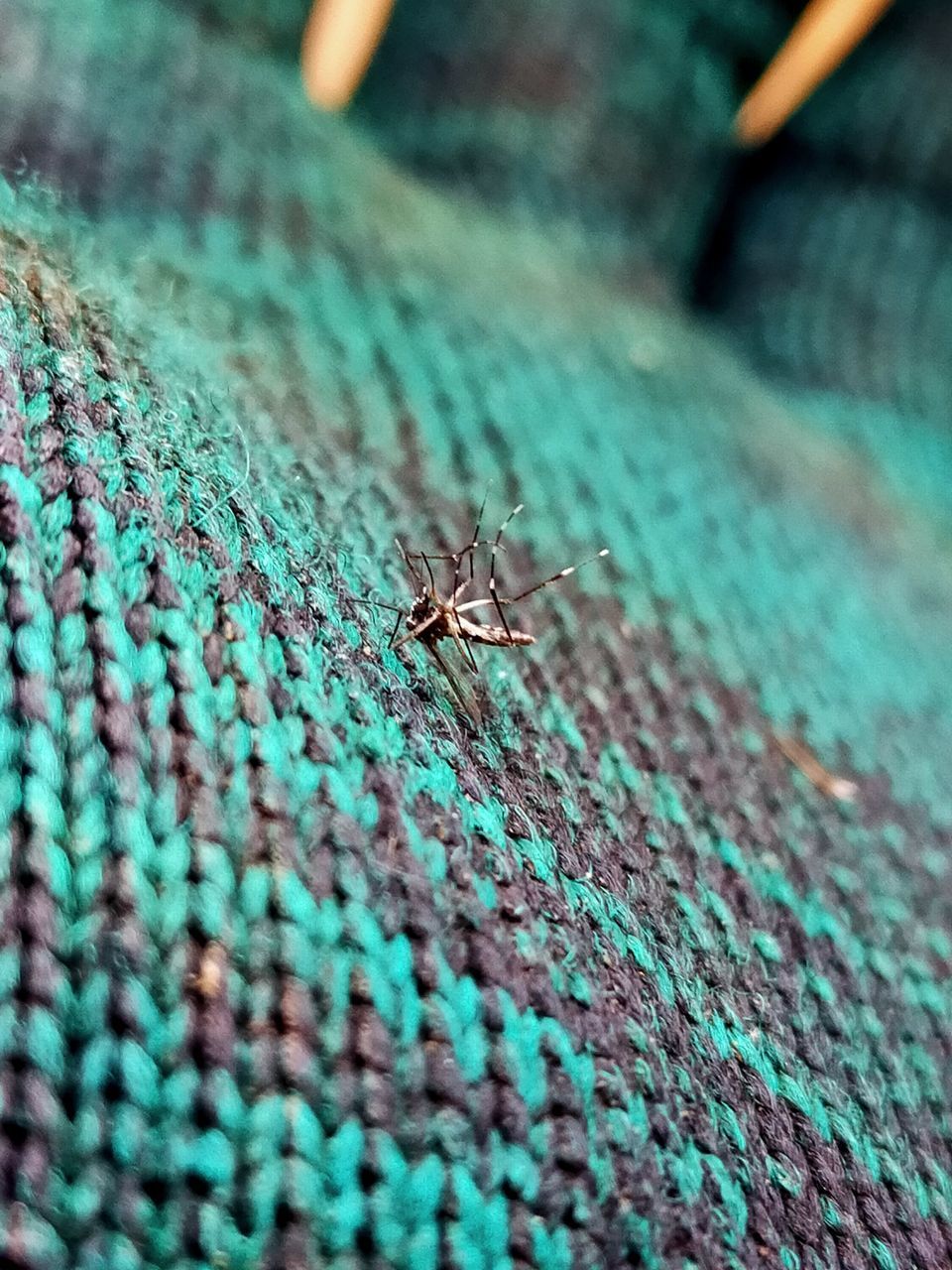 CLOSE-UP OF HOUSEFLY