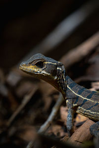 Close-up of lizard