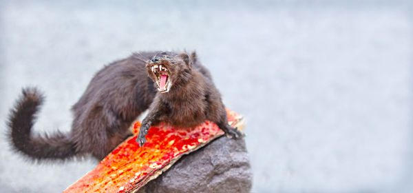 The adult pine marten rocky, shows fangs, defending itself