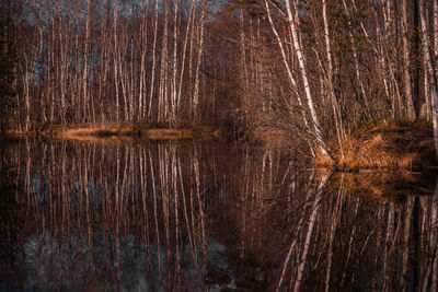 Full frame shot of wooden post in lake