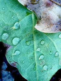 Close-up of leaf