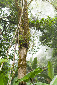 Low angle view of trees growing in forest