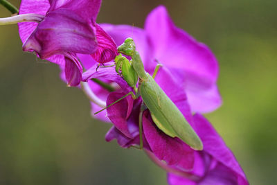 Close-up of grasshopper on pink flower outdoors