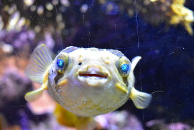 Close-up of fish swimming in aquarium