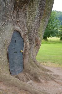 Trees on landscape