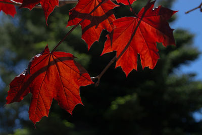 Close-up of red maple leaves