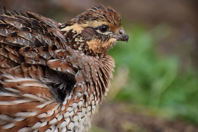 Close-up of a bird