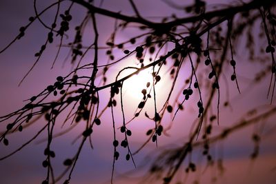 Low angle view of silhouette plant against sky at sunset