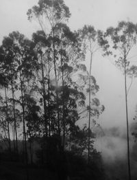 Trees against sky