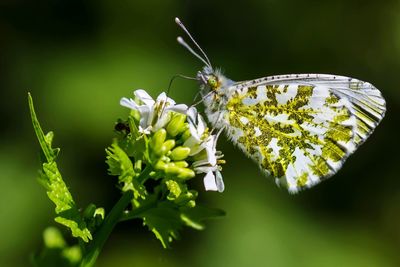 Close-up of butterfly on white flowers at park