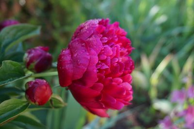 Close-up of pink rose flower