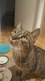 Close-up of cat on table at home