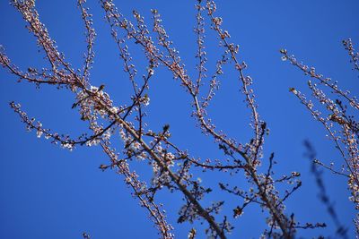 Low angle view of flowering plants against clear blue sky