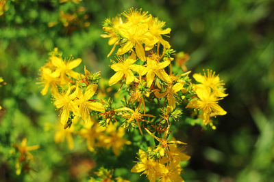 Close-up of yellow flowering plant