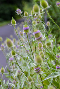 Close-up of purple flowering plant