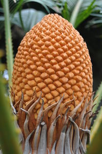 Close-up of pine cone