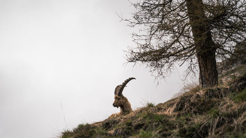 Alpine ibex