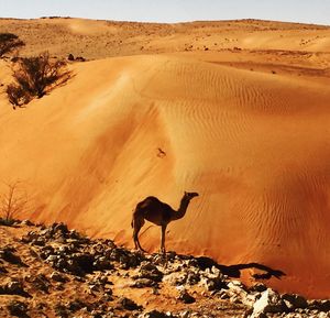 Scenic view of sand dunes at desert