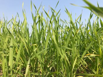 Close-up of crops growing on field against sky