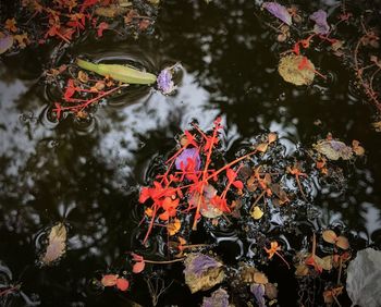 High angle view of maple leaves floating on water