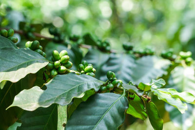 Close-up of fresh green leaves on plant
