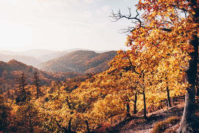 Scenic view of tree mountains against sky during autumn