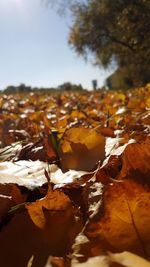 Close-up of dry maple leaves against sky
