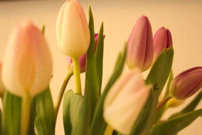 Close-up of red tulips
