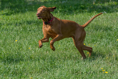 Vizsla running on grassy field