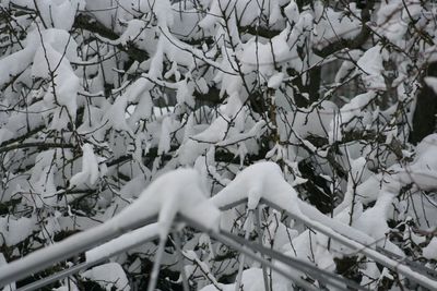 Close-up of tree branch