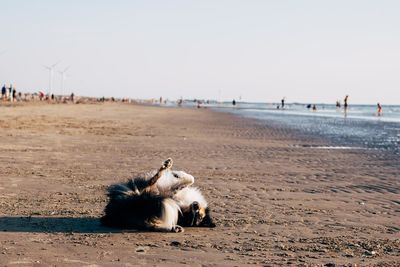 Horses on the beach