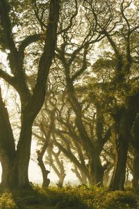 Trees in forest