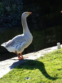 Swan on water