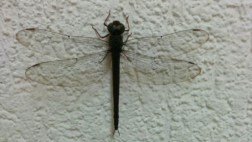 Close-up of insect