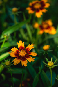 Close-up of yellow flowering plants on field