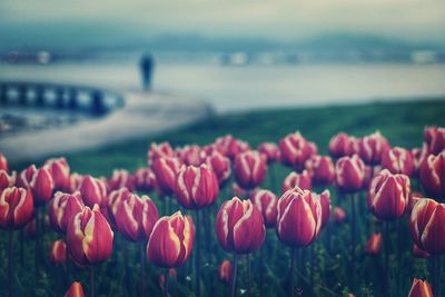 Close-up of tulips in bloom