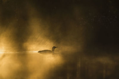 Red throated loon swimming in the morning mist