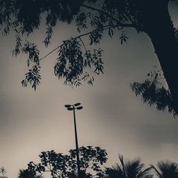 Low angle view of bare trees against sky