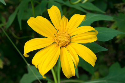 Close-up of yellow flower