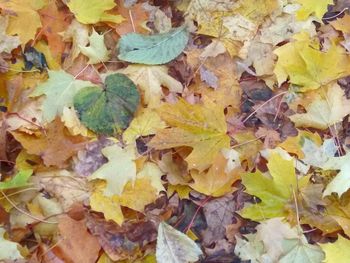 Full frame shot of maple leaves during autumn